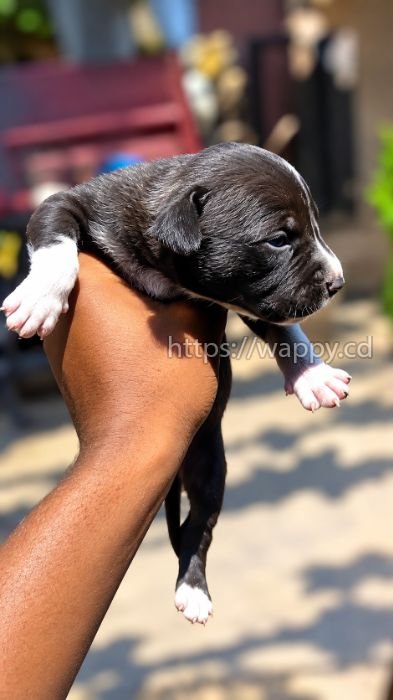 Chiots pitbulls