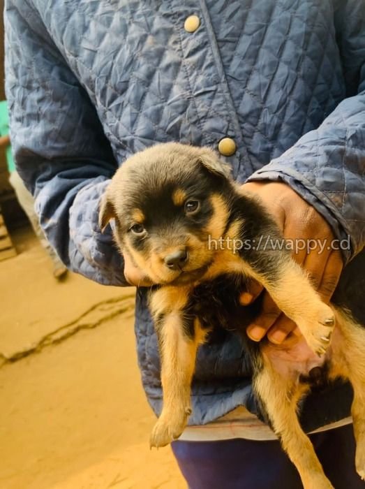 Chiot Rottweiler