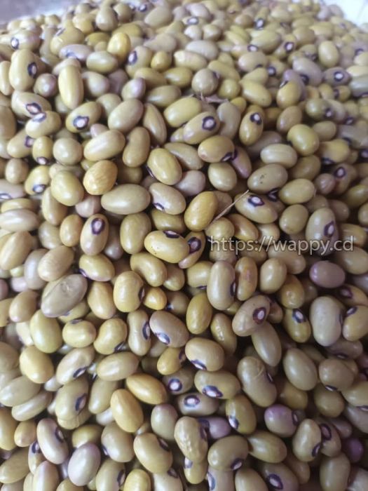 Quality Beans In East Africa