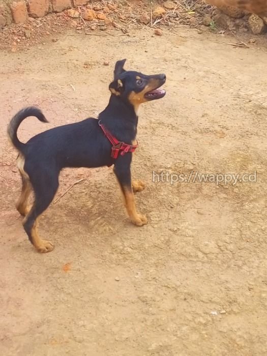 Chiot croisé rottweiler griffon âgé de 3 mois