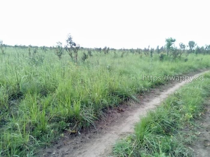 300 hectares à Maluku